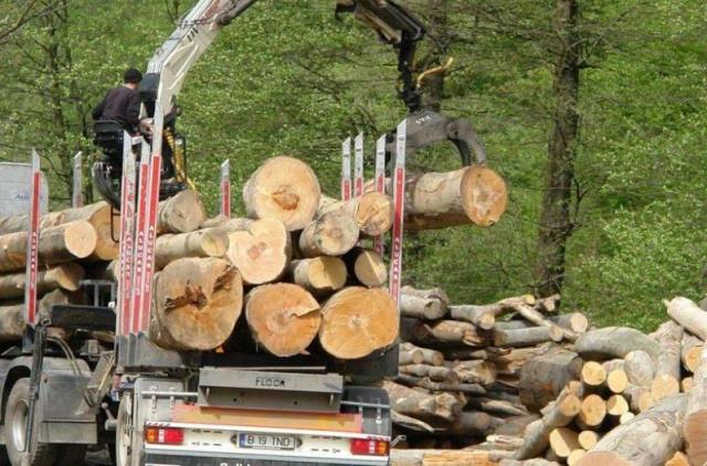 Aproape 200 de metri cubi de lemn au fost confiscați în Mureș în cadrul acțiunii ”Scutul pădurilor” Aproape 200 de metri cubi de lemn au fost confiscați în Mureș în cadrul acțiunii ”Scutul pădurilor”