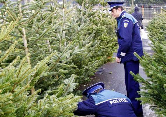 300 de brazi, reținuți în vederea confiscării, la Tîrgu-Mureș 300 de brazi, reținuți în vederea confiscării, la Tîrgu-Mureș