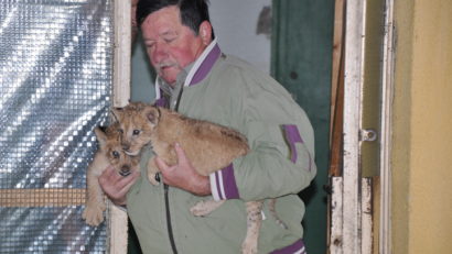 Puii de leu născuţi la Grădina Zoologică din Tîrgu-Mureş au fost adoptaţi de o căţeluşă