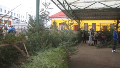 Brazi de Crăciun puţini şi ieftini în pieţele din Tîrgu-Mureş
