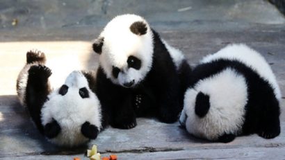 Tripleții Panda, botezați