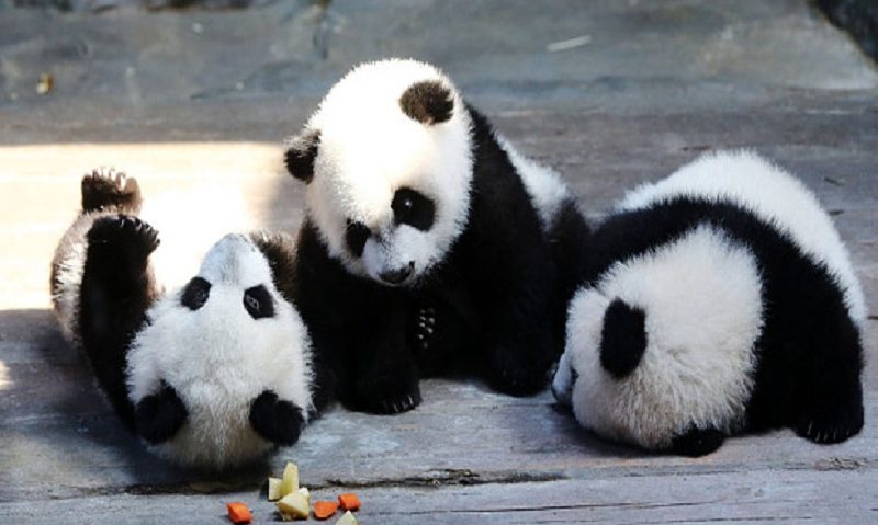 Tripleții Panda, botezați Tripleții Panda, botezați
