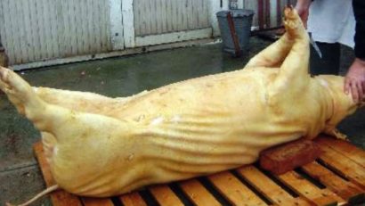 Două cazuri de trichineloză la porcii tăiați pentru Crăciun, în Mureș