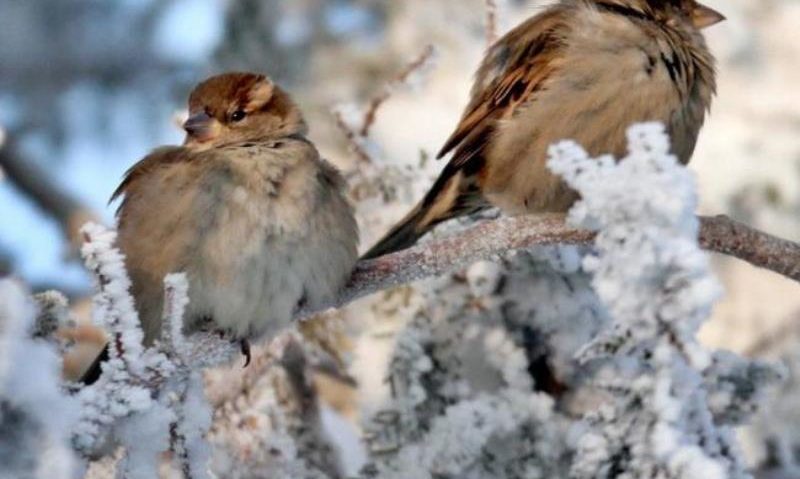Previziuni meteorologice pentru următoarele zile Previziuni meteorologice pentru următoarele zile
