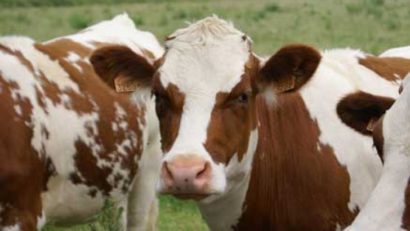 Crescătorii de bovine vor primi 1.600 de lei pe cap de animal, prin sprijin cuplat