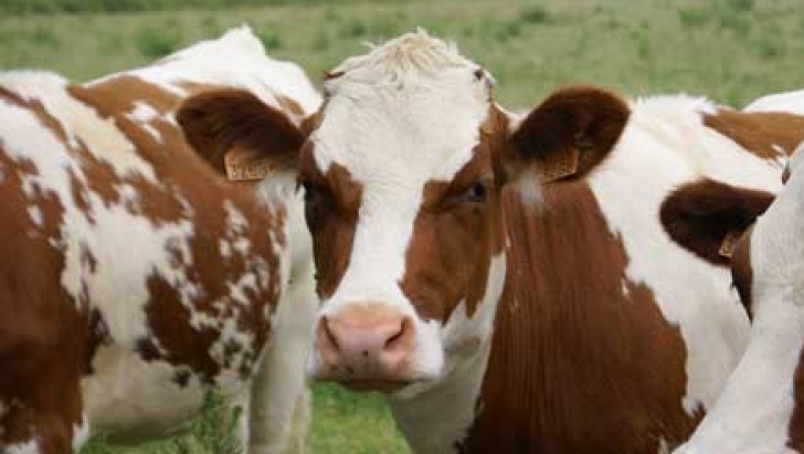 Crescătorii de bovine vor primi 1.600 de lei pe cap de animal, prin sprijin cuplat