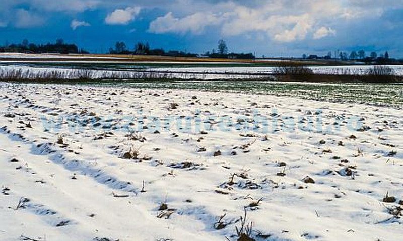 Agricultura din Mureș nu este afectată de temperaturile crescute din ultimele zile Agricultura din Mureș nu este afectată de temperaturile crescute din ultimele zile