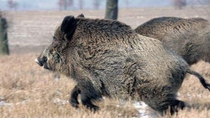 Trei mistreţi găsiţi morţi pe râul Tîrnava Mică în judeţul Mureş