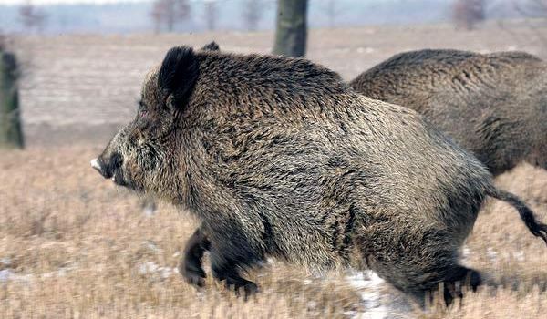 Trei mistreţi găsiţi morţi pe râul Tîrnava Mică în judeţul Mureş Trei mistreţi găsiţi morţi pe râul Tîrnava Mică în judeţul Mureş