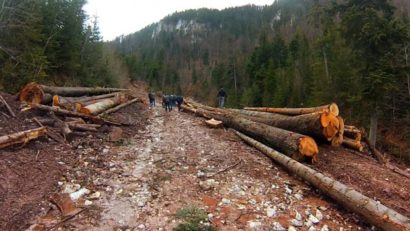 Strămutare într-un proces privind retrocedarea a 2.200 de hectare de pădure din Răstoliţa