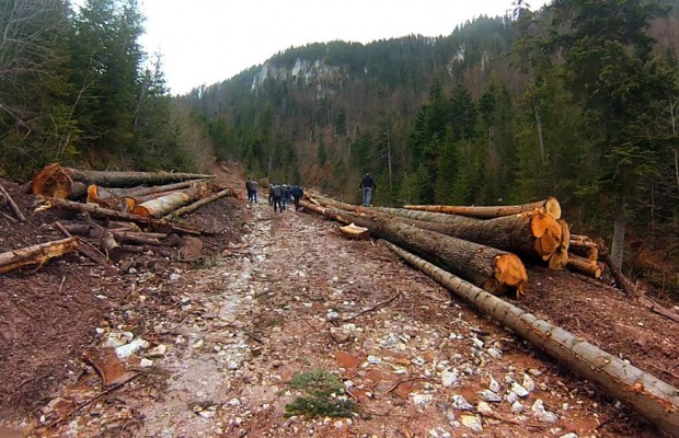 Strămutare într-un proces privind retrocedarea a 2.200 de hectare de pădure din Răstoliţa Strămutare într-un proces privind retrocedarea a 2.200 de hectare de pădure din Răstoliţa