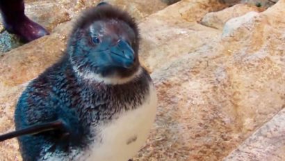 Ornitologii din Krasnoiarsk l-au iniţiat pe un pinguin în arta înotului