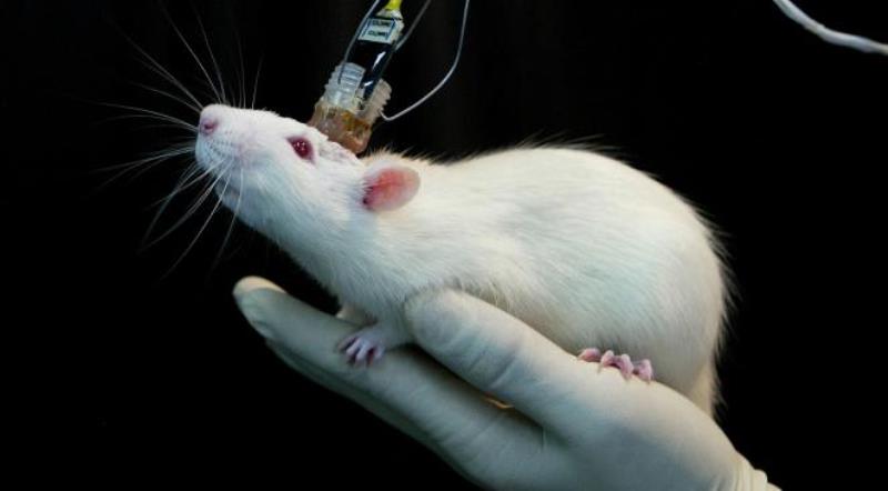 Un implant ar putea permite oamenilor paralizaţi să meargă din nou Un implant ar putea permite oamenilor paralizaţi să meargă din nou