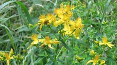 Sunătoarea, planta medicinală a anului