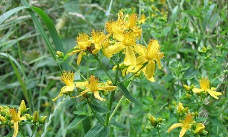 Sunătoarea, planta medicinală a anului Sunătoarea, planta medicinală a anului