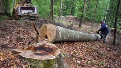 Dosare penale pentru tăieri ilegale de lemne