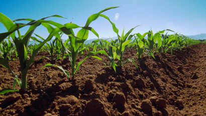 Vrei să ai succes în agricultură?
