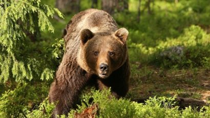 Un tânăr din Mureş a ajuns la un spital din Harghita sfâşiat la faţă de un urs