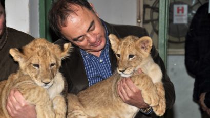 Puii de leu Tică şi Lică, cei mai noi membri ai Zoo Tîrgu-Mureş