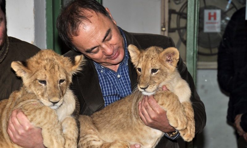 Puii de leu Tică şi Lică, cei mai noi membri ai Zoo Tîrgu-Mureş Puii de leu Tică şi Lică, cei mai noi membri ai Zoo Tîrgu-Mureş