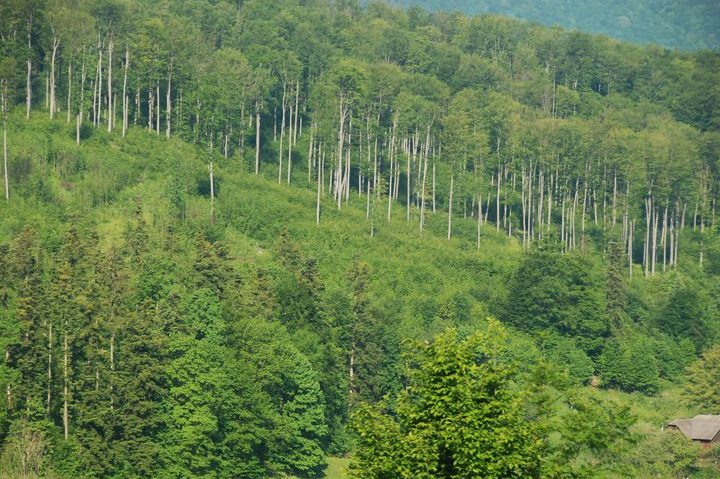 Noul cod silvic, în atenția administratorilor și proprietarilor de păduri Noul cod silvic, în atenția administratorilor și proprietarilor de păduri