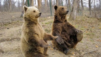 Rezervaţia de urşi din Zărneşti se pregăteşte să primească noi oaspeţi de peste hotare