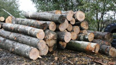 5 dosare penale pentru furt de material lemnos