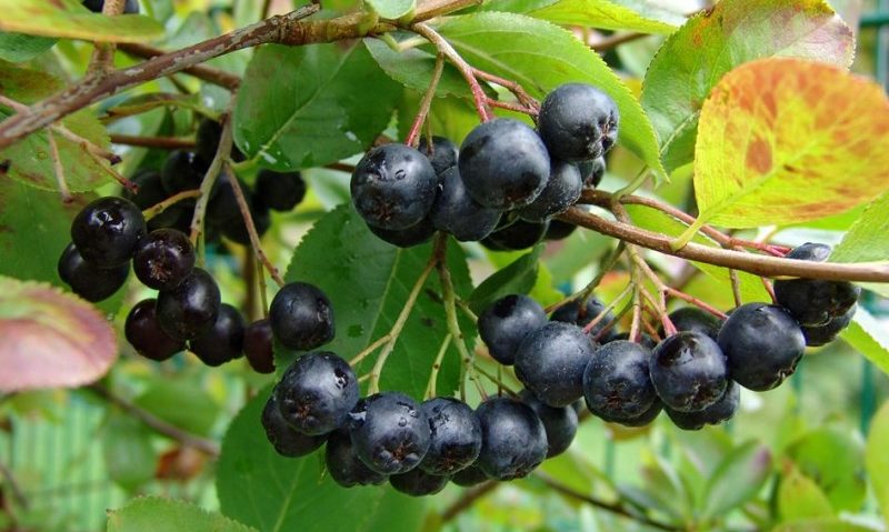 De ce să consumi aronia?