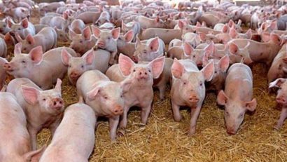 O singură fermă de porci din județul Mureș a depus cerere de finanțare la APIA