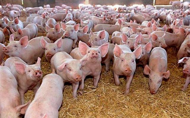 O singură fermă de porci din județul Mureș a depus cerere de finanțare la APIA O singură fermă de porci din județul Mureș a depus cerere de finanțare la APIA