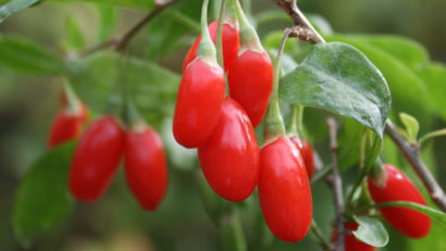Cum se pot cultiva în țara noastră goji, aronia sau kaki?