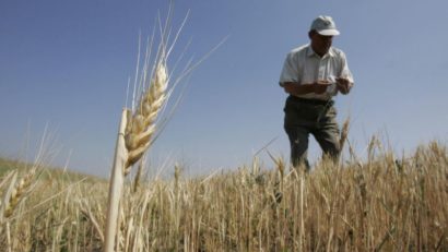 Culturile grâului de toamnă şi porumbului vor prezenta valori scăzute ale conţinutului de apă