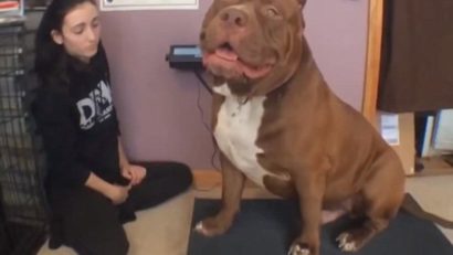 Hulk, cel mai mare pitbull din lume