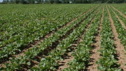 Judeţul Mureş, în topul producătorilor de sfeclă de zahăr