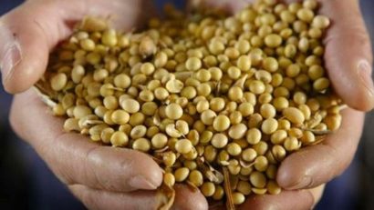 Agricultorii mureşeni vor să cultive, din nou, soia modificată genetic