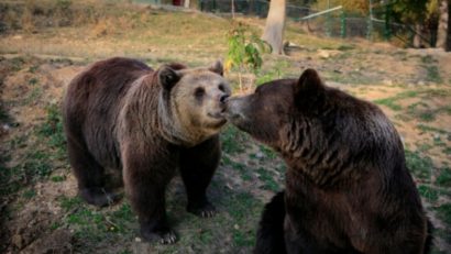Urşii continuă să producă pagube în Băile Tuşnad