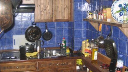 Gândacii de bucătărie au personalitate şi pot lua decizii