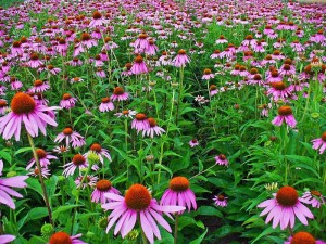 Echinacea_purpurea_001 plantevitalizante blogspot com