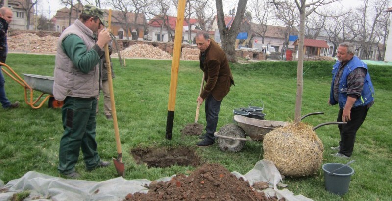 Au început plantările de copaci și flori în Cetatea Tîrgu-Mureșului Au început plantările de copaci și flori în Cetatea Tîrgu-Mureșului