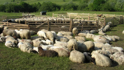 Oierii harghiteni se plâng că interesul pentru carnea de miel este în scădere