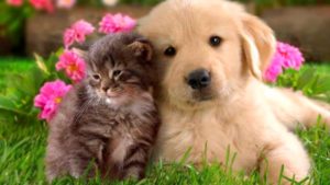 Animalele de companie vor fi microcipate gratuit la Râşnov