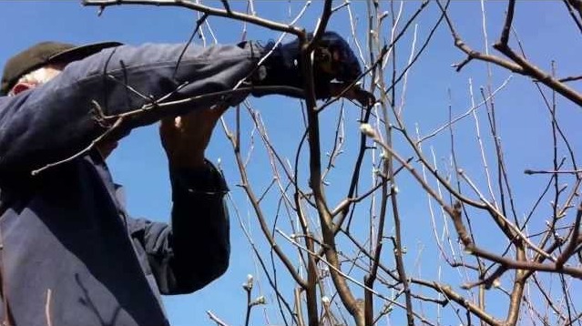Aveţi în grădină pomi fructiferi şi nu ştiţi ce să faceţi? Aveţi în grădină pomi fructiferi şi nu ştiţi ce să faceţi?