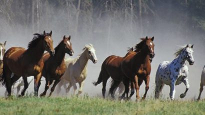 Documentarul „Cai sălbatici”, de Dan Curean, la Environmental Film Festival din Washington