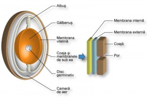 ou structura bioterapi ro