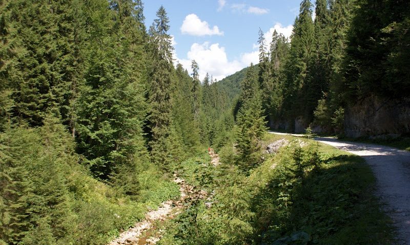 Pe cărarea dorului Pe cărarea dorului
