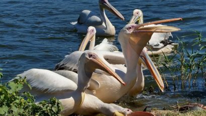 Autorităţile din judeţul Constanţa sunt în alertă