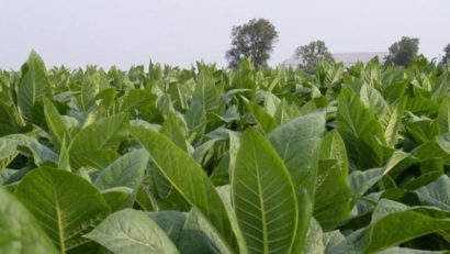 Județul Mureș, fruntaș la producția de tutun pentru export