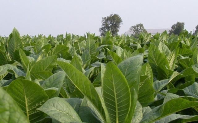 Județul Mureș, fruntaș la producția de tutun pentru export Județul Mureș, fruntaș la producția de tutun pentru export