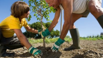 Cresc plantările de arbori în Mureș