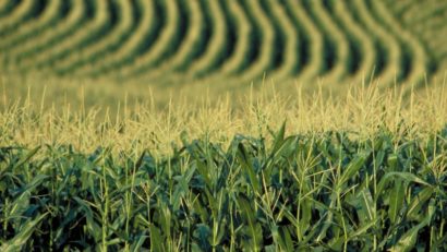 România, pe primul loc în UE la suprafaţa cultivată cu porumb